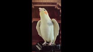 Adorable Cockatiel Whistles Catchy Melodies  A MustSee Performance [upl. by Kalam]