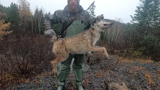 On the Trapline  Coyote Snaring in Newfoundland [upl. by Otineb644]