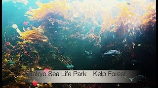 Kelp forest [upl. by Purvis500]