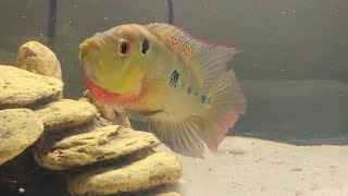 Trimac Cichlid First Day Home [upl. by Duhl]