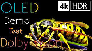 4k youtube videotop quality HD video 8k HD video12k ultra HDR videobest 4k videos16k HDR video [upl. by Dorcas853]