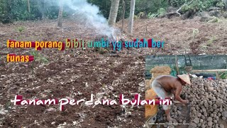 tanam porang bibit umbi mini perdana bulan ini [upl. by Latsyc]