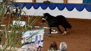 Hengstkörung Süddeutsches Kaltblut 2016 Hengst Gladiator Freilaufen [upl. by Jane483]