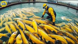 How Thousands Of Tons Of Cod And Salmon Are Farmed And Harvested  Farm Fresh [upl. by Zondra409]