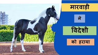 विदेशियों को हरा दिल्ली का दिल जीता मस्ताना घोड़े ने  Beautiful Horse Sports Video Of India [upl. by Korey]