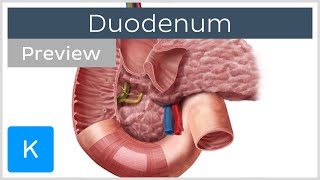 Duodenum function and overview preview  Human Anatomy  Kenhub [upl. by Clements]