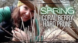 Kinda Scary Coral Berry Hard Prune • Growing Home Gardening [upl. by Andres]