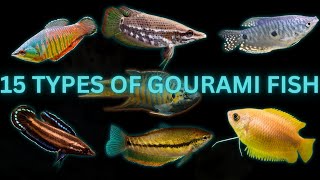 15 Types of GOURAMI [upl. by Poppo]