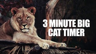 3 Minute Timer  Three Minute Big Cat Timer  Tiger Growling Alarm Sound [upl. by Yenots403]