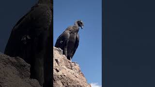 Condor Andes colca Peru condor [upl. by Kleiman955]