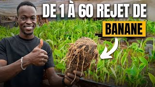 Comment avoir des centaines de rejets de banane sur un bulbe je te dévoile l’ultime technique [upl. by Ecnahoy143]