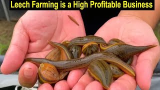 How to Start Business Leech Farming  Medicinal Leech Farming Business Plan  Modern Farming [upl. by Nonnaer]