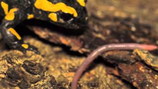 Feuersalamander frisst Wurm  Fire salamander eating worm [upl. by Quill]