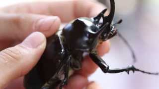 The GIANT Amazing Rhinoceros Beetle  Tambopata PERU [upl. by Rutger911]