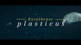 WWF  Eurythenes Plasticus [upl. by Jessamine]