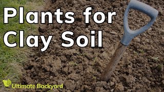 Plants to Grow in Clay Soil in Australia [upl. by Elladine492]