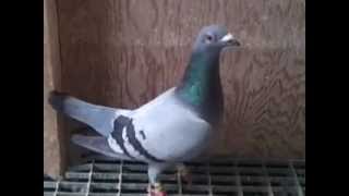 MIRSADS RACING PIGEONS HOMERSJANSSENS HOFKENS KANNIBAAL [upl. by Hindu]