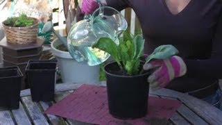 How to Transplant a Small Spinach Plant to a Larger Pot  Seed Planting Tips [upl. by Laurentium]