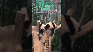 바오나무위에서 후이 인듯  안착못해 당황스러운 pandacutepanda zoo 루이바오 후이바오 pandaworld [upl. by Buckels]