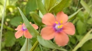 Anagallis arvensis medicinal plant Lysimachia arvensis [upl. by Htbazile847]