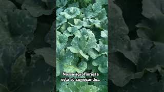 Nossa agrofloresta está só começando agrofloresta sistemaagroflorestal [upl. by Loralyn177]