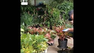 Aglaonema Red  Beautiful plants gardendesigninspiration flowerpots gardening [upl. by Alleber]