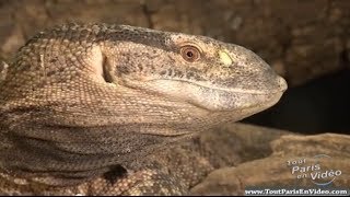 Ménagerie du Jardin des Plantes à Paris Full HD [upl. by Yeldud]