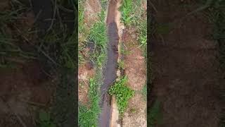 Funcionários gravam vídeo preocupados com barragem em Brumadinho Vale diz que não há problema [upl. by Nyleimaj311]