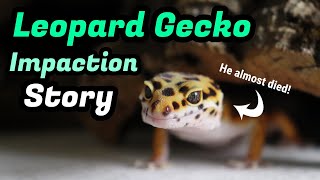 How my Leopard Gecko Survived Impaction [upl. by Heidy]