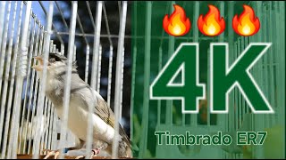 Timbrado Español 0624 singing 100 🔥 Pardillo  Linnet  Mule  Hybride Song [upl. by Mandie]