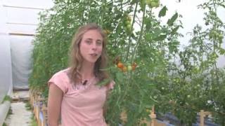 Akvaponi  aquaponics  så här funkar det Nathalie odlar tomater och regnbåge i ett slutet system [upl. by Berkeley]