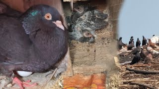 Aaj Kabootaro Ke Darbe Ki Safaai Ki 😱😮 Pigeons Hi Pigeons YouTube Pets Animal hindi birds pigeon [upl. by Nairam740]