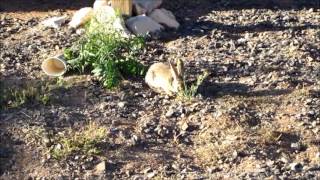 Wild Rabbits  the Hualapai Ranch [upl. by Sisson]