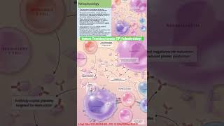 Immune Thrombocytopenia ITP Pathophysiology itp immunethrombocytopenia plateletdisorder shorts [upl. by Desdamonna]