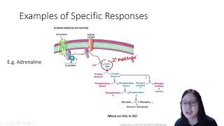 Chapter 42  Cell Signalling  Cambridge ALevel 9700 Biology [upl. by Nitsirk]