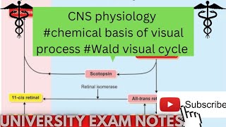 chemical basis of visual processWald visual cycle physiologymedicoscontent3135 [upl. by Atiuqet175]