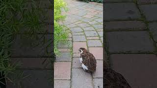 Quail at Lamberton Conservatory at Highland Park Rochester NY QUAIL [upl. by Antone575]