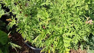 All About Citronella Plant Citrosa Geranium or Pelargonium Citrosum [upl. by Aikkin]