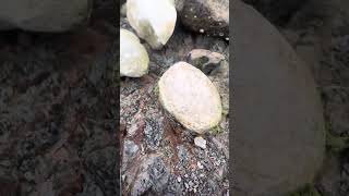 Goonies geology 101 Concretions in mudstone [upl. by Neelav608]