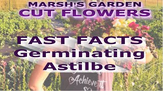 Germinating Astilbe  Fast Facts  Starting Astilbe From Seed Cut Flower Garden Cut Flower Farm [upl. by Forrester216]