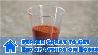 Kitchen Remedies for your Garden  Pepper Spray to Get Rid of Aphids on Roses [upl. by Roldan451]