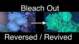 Reverse Coral Bleaching Reviving Color  Care amp Time Lapse  Saltwater Coral Reef Aquarium [upl. by Arihk]