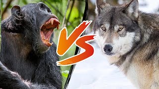 Gray Wolf VS Chimpanzee  Who Will Win [upl. by Turro]