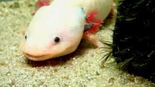 Axolotl Feeding Earthworms  AxolotlFütterung Regenwürmer [upl. by Coretta]