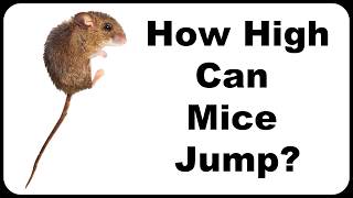 How High Can A Mouse Jump Proof Mice Can Easily Jump Out Of A Bucket Mousetrap Monday [upl. by Anorahs]