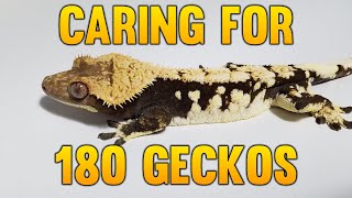 How Much Time Do I Spend Caring For 180 Crested Geckos [upl. by Fraase]