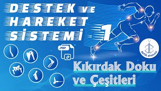 Destek ve Hareket Sistemi 1  Kıkırdak Doku ve Çeşitleri  11 Sınıf Biyoloji  AYT Biyoloji [upl. by Lindahl]