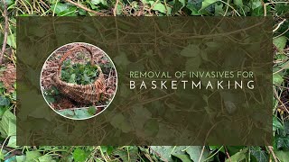 Weaving with Invasives  English Ivy Hedera helix [upl. by Undry360]