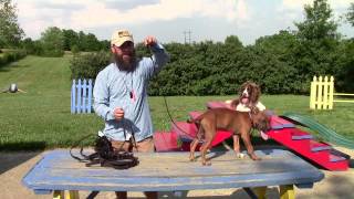 Common Sense Puppy Training Part One [upl. by Minette62]