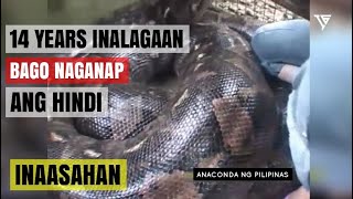 24 FT ANACONDA GIANT LIKE IN THE PHILIPPINES  Biggest Snake in Captivity Malaking Ahas Pilipinas [upl. by Annayoj]